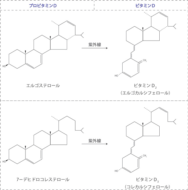 ビタミンＤと妊娠