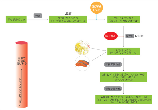 サンシャインビタミン、紫外線の違い、ビタミンＤ 