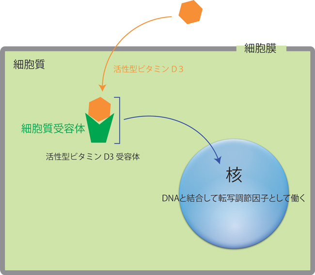 サンシャインビタミン、紫外線の違い、ビタミンＤ 